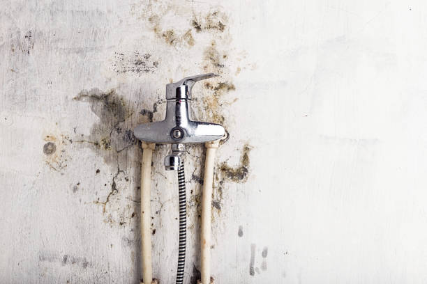 Professional Mold Removal in Port St John, FL