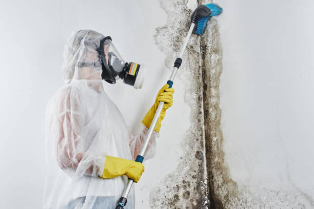Best Black Mold Removal  in Port St John, FL