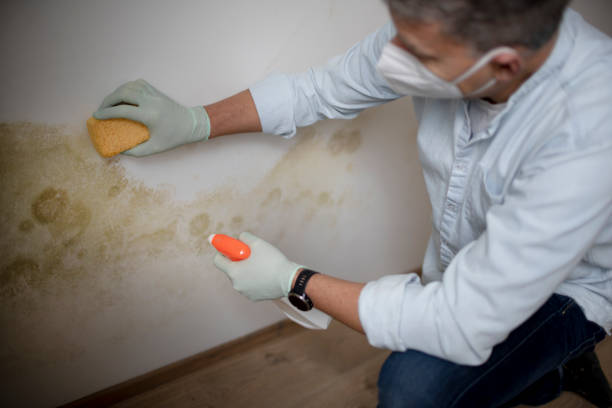 Best Office Mold Removal Services  in Port St John, FL