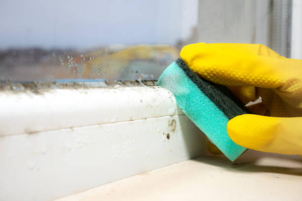 Best Mold Cleaning Services  in Port St John, FL