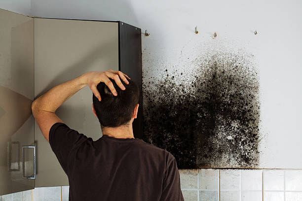 Best Mold Removal Company Near Me  in Port St John, FL